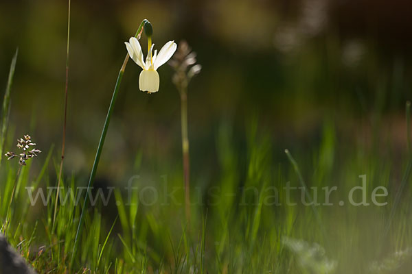 Engelstränen-Narzisse (Narcissus triandrus)