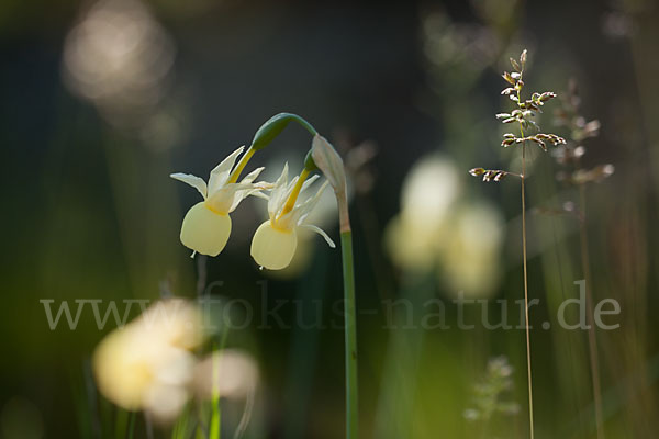 Engelstränen-Narzisse (Narcissus triandrus)