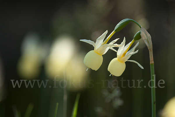 Engelstränen-Narzisse (Narcissus triandrus)