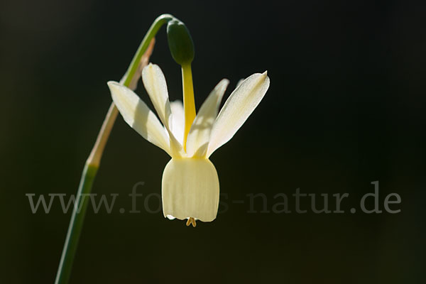 Engelstränen-Narzisse (Narcissus triandrus)