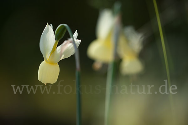 Engelstränen-Narzisse (Narcissus triandrus)