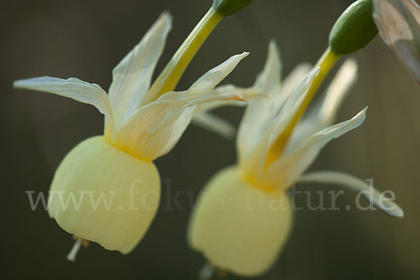 Engelstränen-Narzisse (Narcissus triandrus)