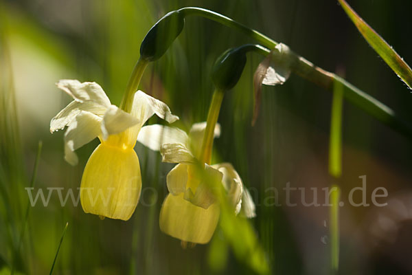 Engelstränen-Narzisse (Narcissus triandrus)