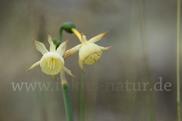 Engelstränen-Narzisse (Narcissus triandrus)