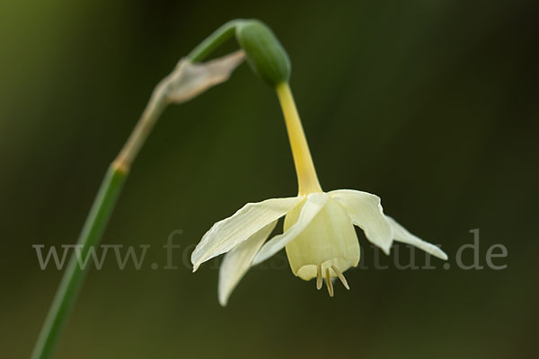 Engelstränen-Narzisse (Narcissus triandrus)