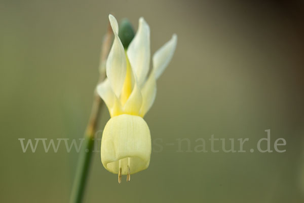 Engelstränen-Narzisse (Narcissus triandrus)