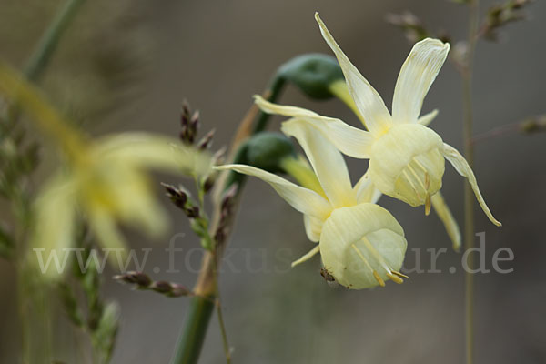 Engelstränen-Narzisse (Narcissus triandrus)