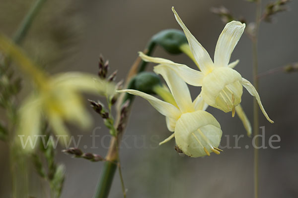 Engelstränen-Narzisse (Narcissus triandrus)