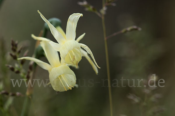 Engelstränen-Narzisse (Narcissus triandrus)