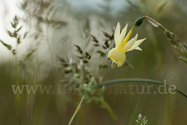 Engelstränen-Narzisse (Narcissus triandrus)