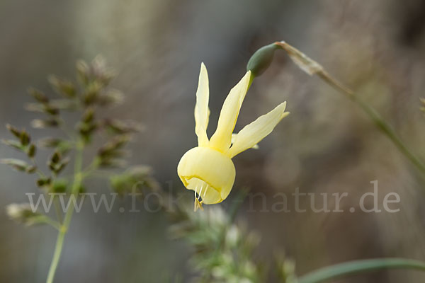 Engelstränen-Narzisse (Narcissus triandrus)