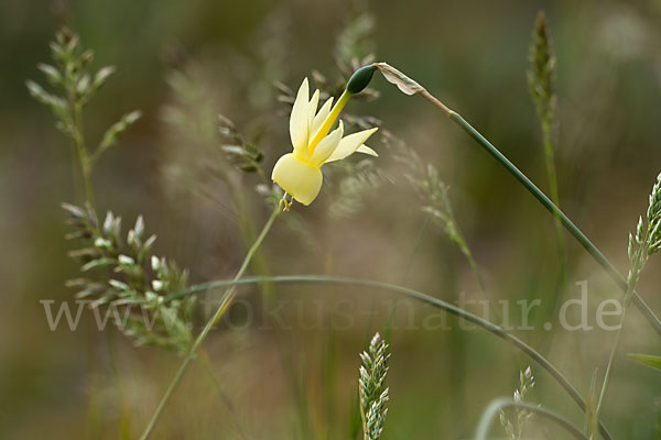 Engelstränen-Narzisse (Narcissus triandrus)