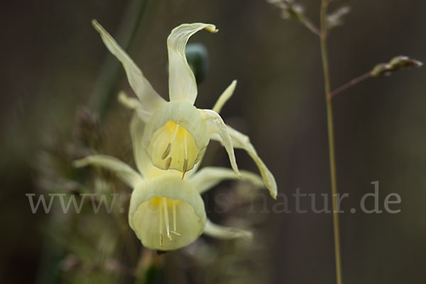 Engelstränen-Narzisse (Narcissus triandrus)