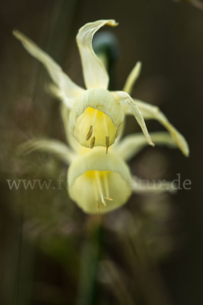 Engelstränen-Narzisse (Narcissus triandrus)