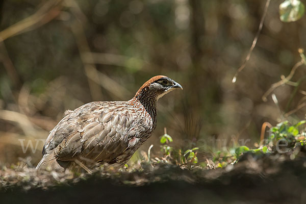 Erckelfrankolin (Pternistis erckelii)