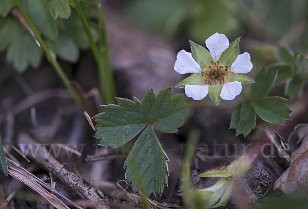 Erdbeer-Fingerkraut (Potentilla sterilis)