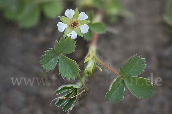 Erdbeer-Fingerkraut (Potentilla sterilis)