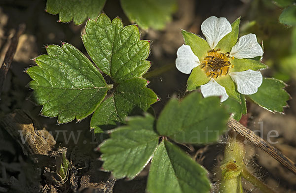 Erdbeer-Fingerkraut (Potentilla sterilis)