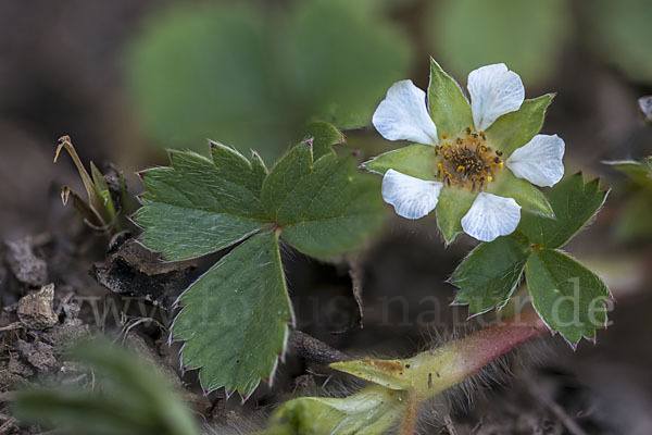 Erdbeer-Fingerkraut (Potentilla sterilis)