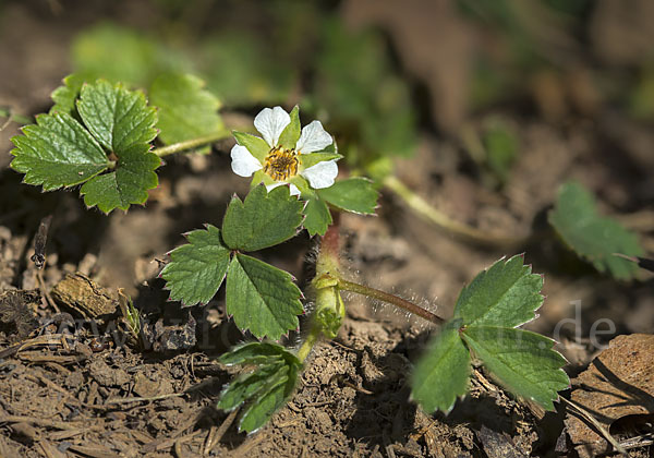 Erdbeer-Fingerkraut (Potentilla sterilis)