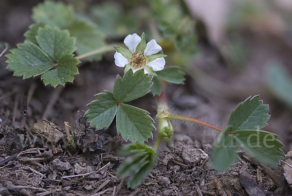 Erdbeer-Fingerkraut (Potentilla sterilis)