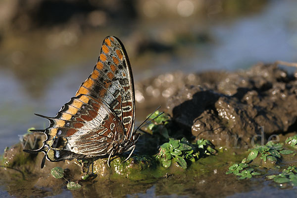 Erdbeerbaumfalter (Charaxes jasius)