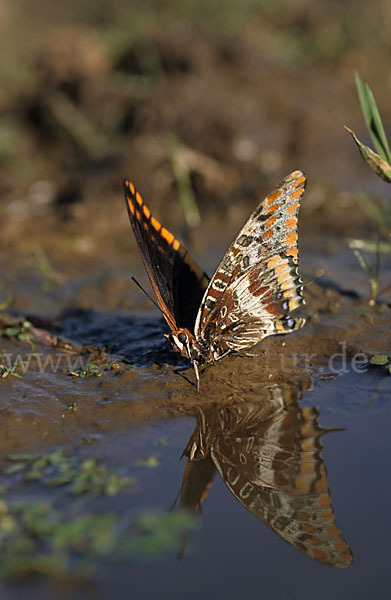 Erdbeerbaumfalter (Charaxes jasius)