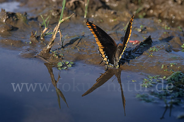 Erdbeerbaumfalter (Charaxes jasius)