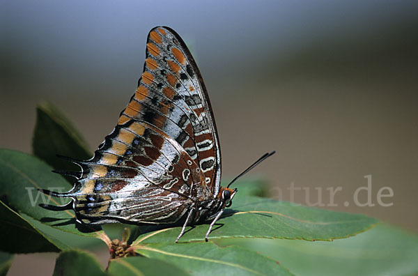 Erdbeerbaumfalter (Charaxes jasius)