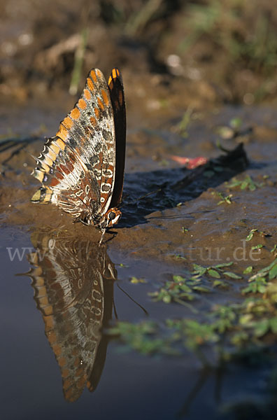 Erdbeerbaumfalter (Charaxes jasius)