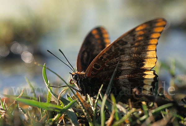 Erdbeerbaumfalter (Charaxes jasius)