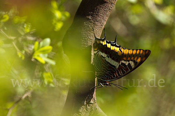 Erdbeerbaumfalter (Charaxes jasius)