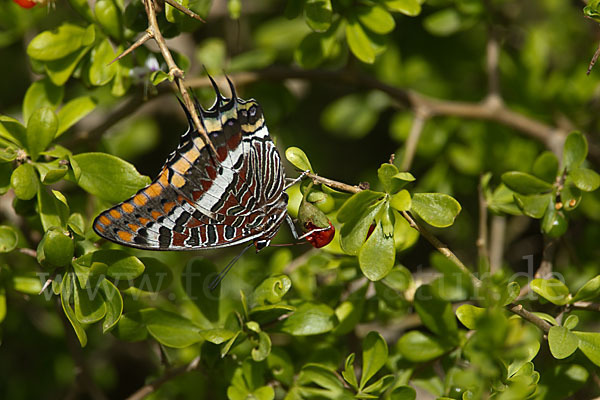 Erdbeerbaumfalter (Charaxes jasius)