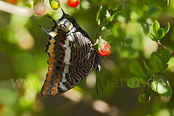 Erdbeerbaumfalter (Charaxes jasius)