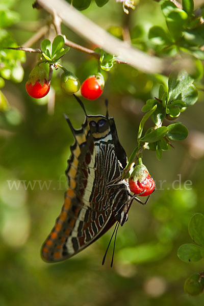 Erdbeerbaumfalter (Charaxes jasius)