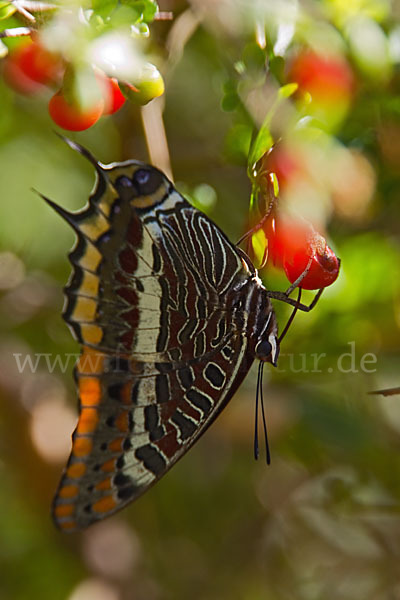 Erdbeerbaumfalter (Charaxes jasius)