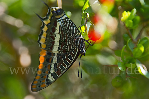 Erdbeerbaumfalter (Charaxes jasius)