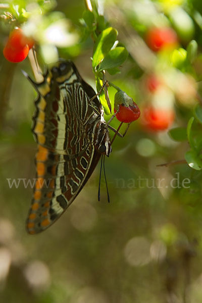 Erdbeerbaumfalter (Charaxes jasius)