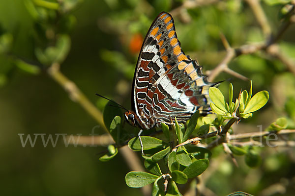 Erdbeerbaumfalter (Charaxes jasius)