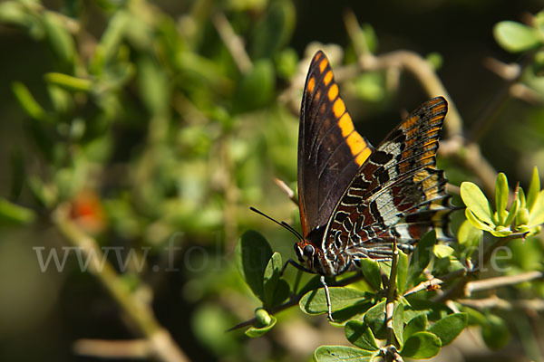 Erdbeerbaumfalter (Charaxes jasius)