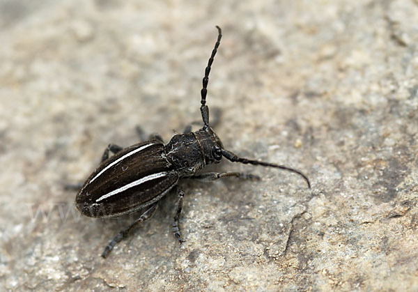 Erdbock spec. (Neodorcadion bilineatum)