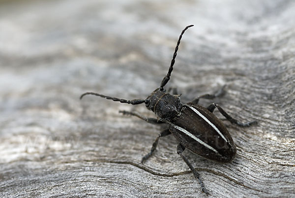 Erdbock spec. (Neodorcadion bilineatum)