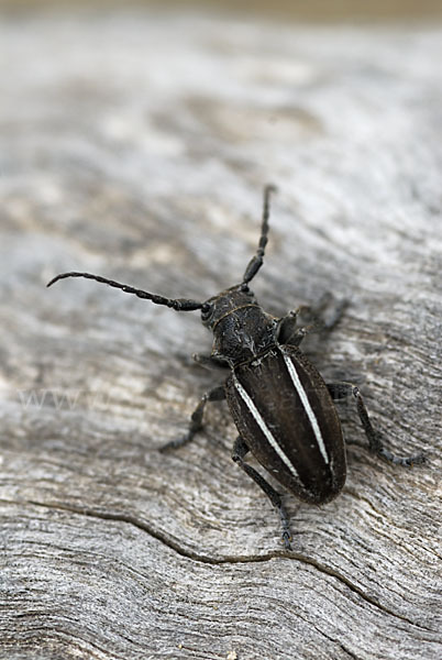 Erdbock spec. (Neodorcadion bilineatum)