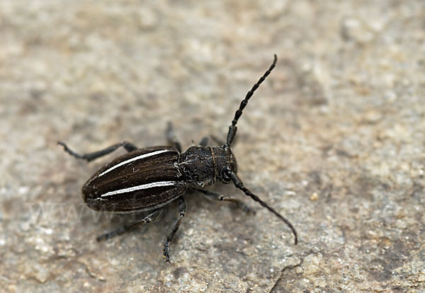 Erdbock spec. (Neodorcadion bilineatum)