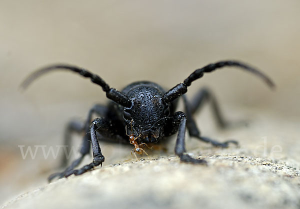 Erdbock spec.1 (Dorcadion hybridum)