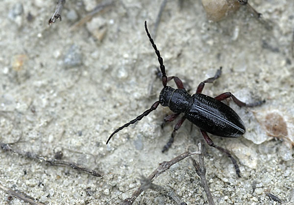 Erdbock spec.2 (Dorcadion pedestre Poda)