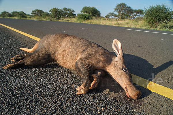 Erdferkel (Orycteropus afer)