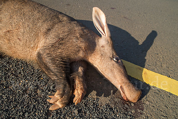 Erdferkel (Orycteropus afer)