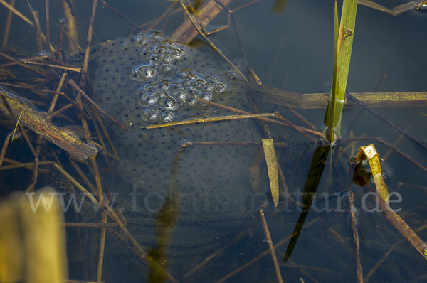 Erdkröte (Bufo bufo)