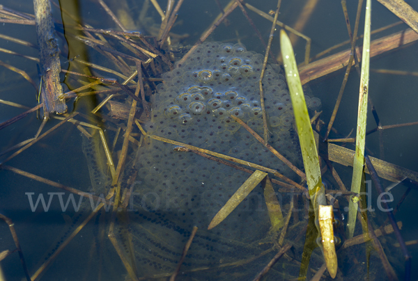 Erdkröte (Bufo bufo)